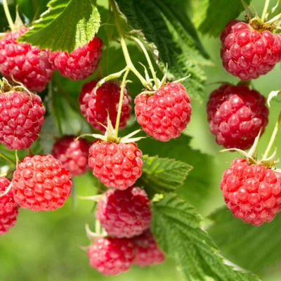 Framboisier Tardif "Héritage" 2 plants bio