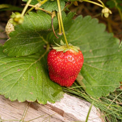 Fraisiers "Cirafine" 3 plants bio