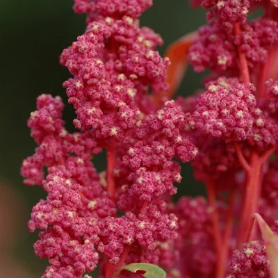 Quinoa Red Head