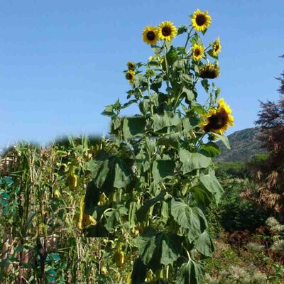 Tournesol à Graines Titan