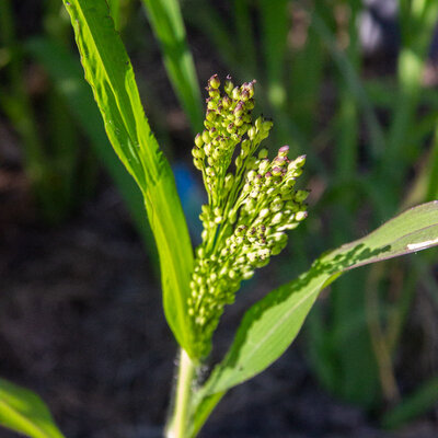 Millet Juosves