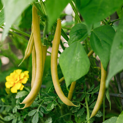 Haricot Mangetout À Rames Neckargold