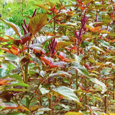 Amarante à Feuilles Vietnamese Red