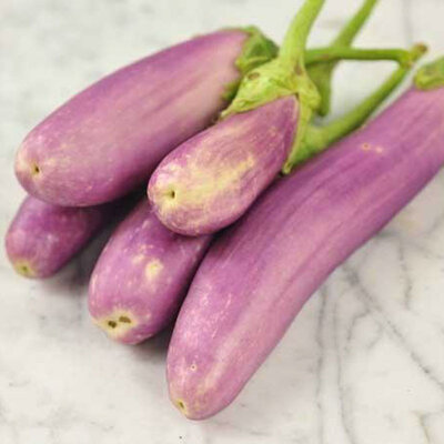 Aubergine Kashmiri Brinjal