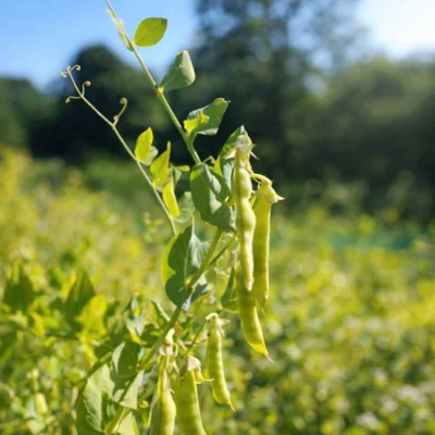 Pois Gourmand À Rames Fondant de Saint Désirat
