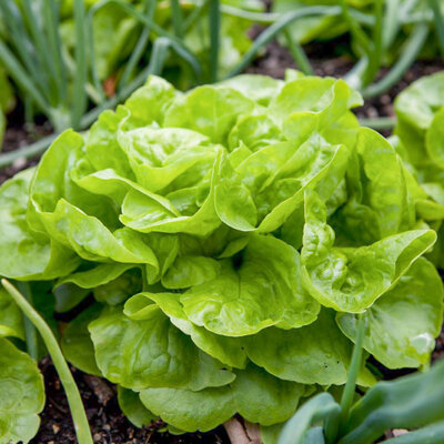 Laitue Pommée De Printemps, d’Été et d’Automne Augspurger