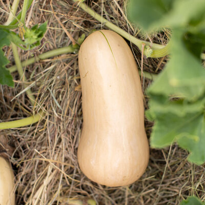 Courge Moschata Butternut Waltham