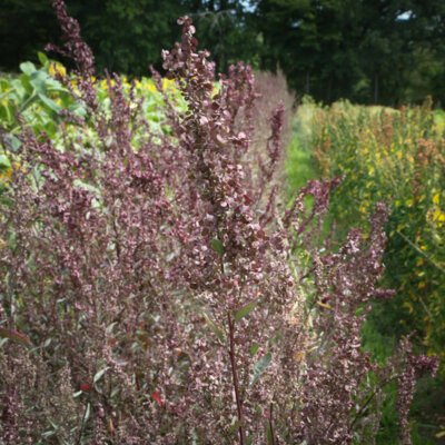 Arroche Mauve