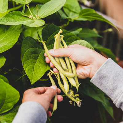 Haricot Mangetout Beurre Nain Major