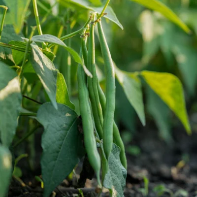 Haricot Mangetout À Rames Trebona