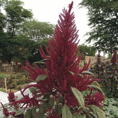 Amarante à Feuilles Kahulu