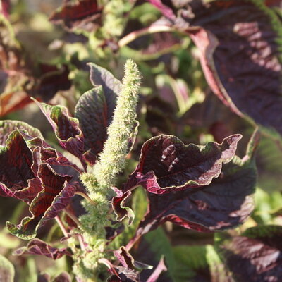 Amarante à Feuilles À Feuilles Rouges