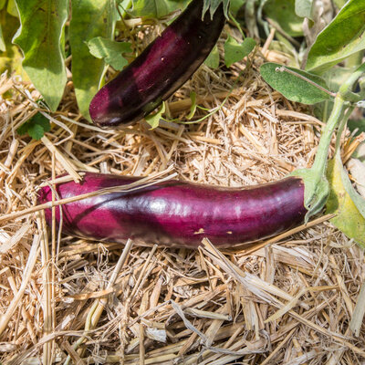 Aubergine Longue Violette Hâtive