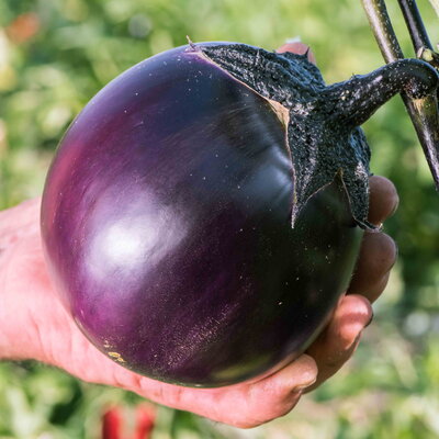 Aubergine Ronde de Valence