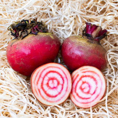 Betterave De Chioggia - Rose et Blanche