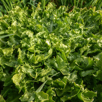 Chicorée Frisée Grosse Pommant Seule