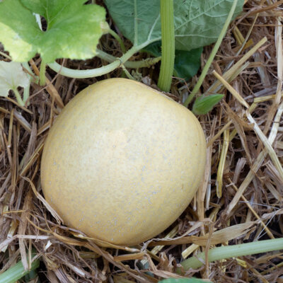 Courge Pepo Melonnette Jaspée de Vendée