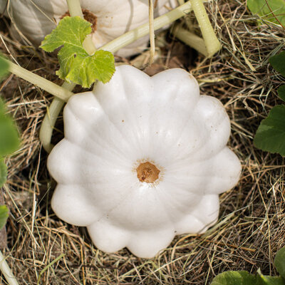 Courge Pepo Pâtisson Blanc