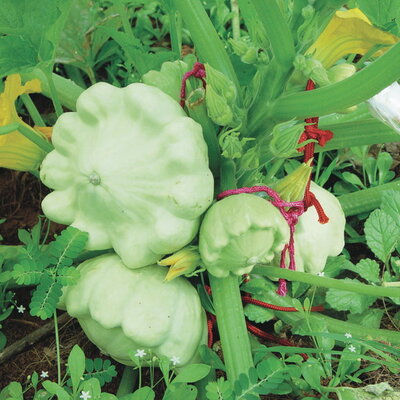 Courge Pepo Patisson Vert Pâle de Bennings