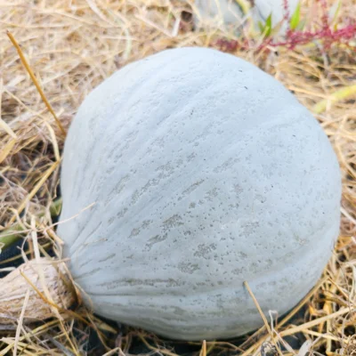 Courge Blue Ballet