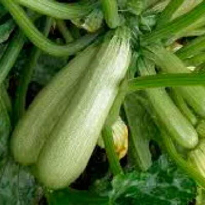 Courgette Ortolana Di Faenza - Allongée