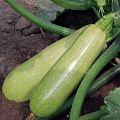 Courgette Lebanese White Bush