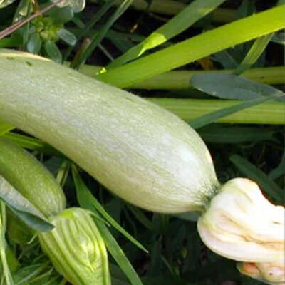 Courgette Genovese - Allongée