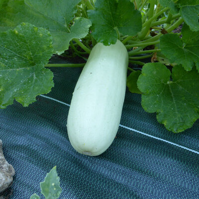 Courgette Odessa - Allongée