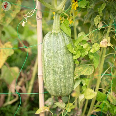 Courgette Tabergmouzt du Maroc - Côtelée