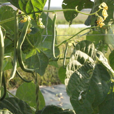 Haricot Mangetout À Rames Saint Fiacre