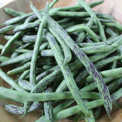 Haricot Mangetout Nain Grison de Loire / de Saumur