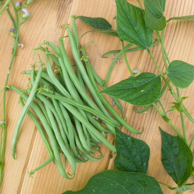 Haricot Mangetout Nain Roi des Belges