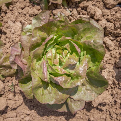 Laitue Pommée D’Été et d’Automne Brune Percheronne