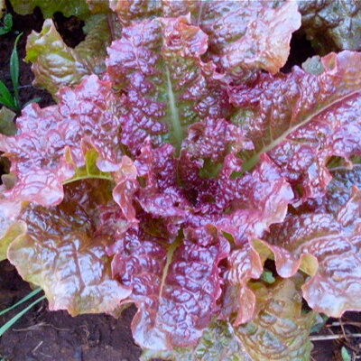 Laitue Romaine Red Flamingo