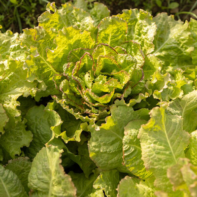 Laitue Romaine Chicon Pomme En Terre