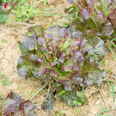 Laitue Romaine Chicon de Vendée