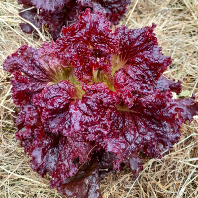 Laitue à Couper Red Velvet