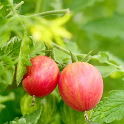 Tomate-Cerise Bigarrée Précoce Pink Bumble Bee