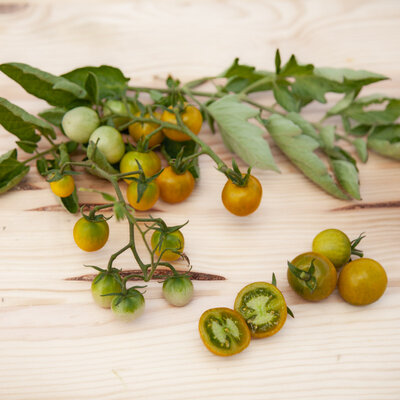 Tomate-Cerise Verte Mi-Saison Bosque Green Cherry