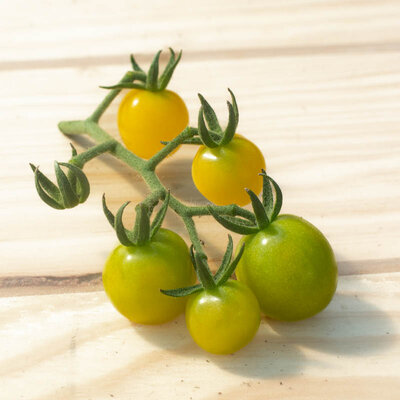 Tomate-Cerise Jaune Mi-Saison Lemon Drop