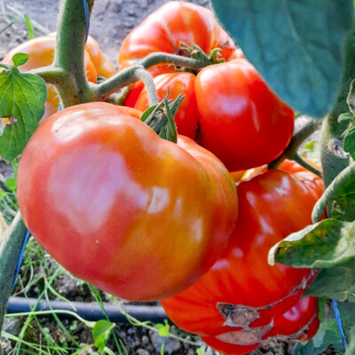 Tomate Bigarrée Mi-Saison Pineapple Blues