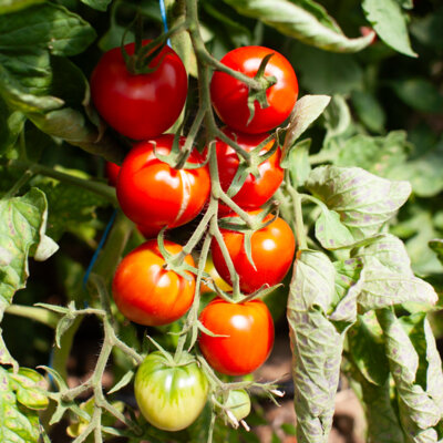 Tomate Rouge Mi-Saison Paragon