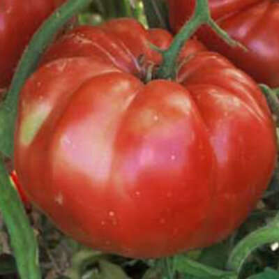 Tomate Rouge Mi-Saison Russian Giant