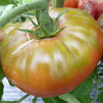 Tomate Rose Mi-Saison Micado Violettor