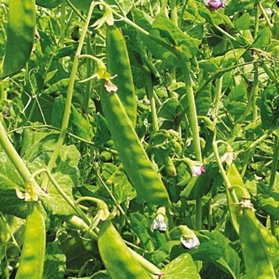 Pois Gourmand À Rames Géant Suisse