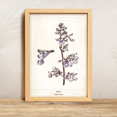 Affiche A4 "Nepeta"