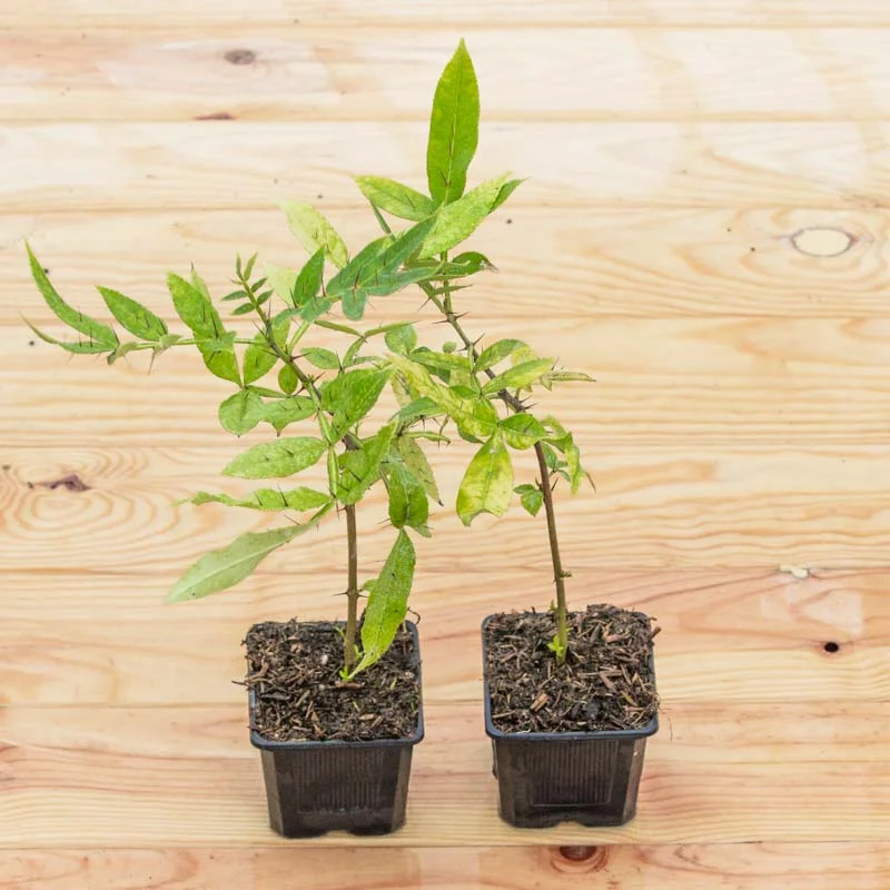 Plants de poivriers - Duo de poivriers du Timut et du Sichuan 2 plants bio