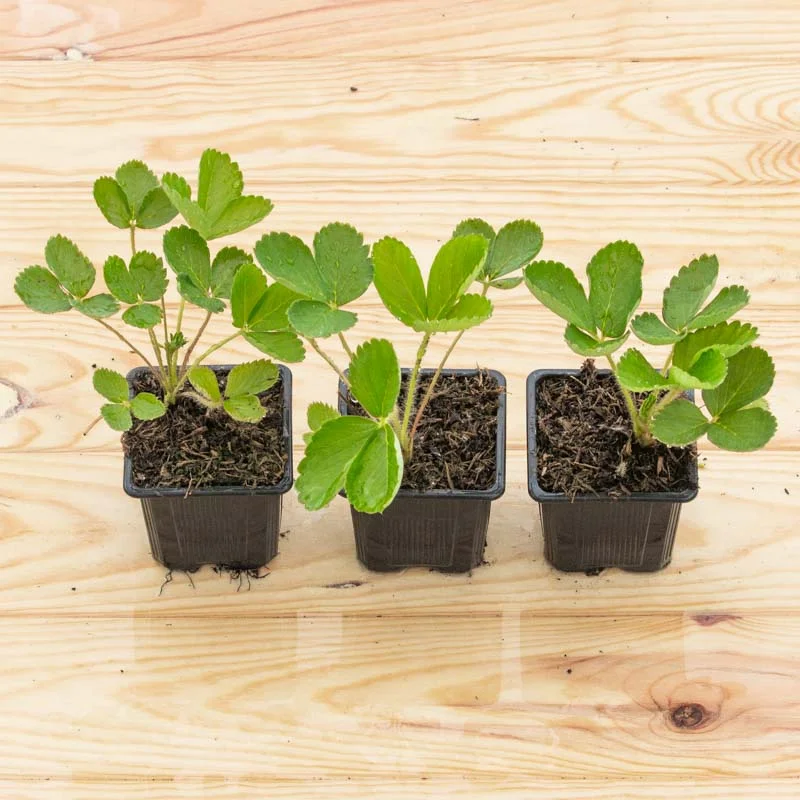 Strawberry plants - Strawberry Ciflorette 3 organic plants