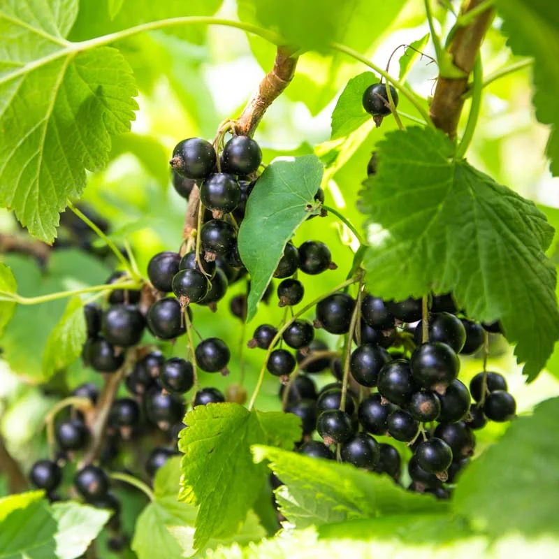 Currants - Blackcurrant "Royal de Naples" 2 organic plants