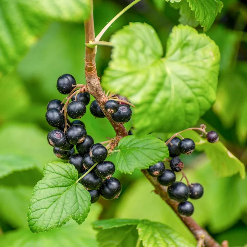 Currants - Blackcurrant "Bigno" 2 organic plants